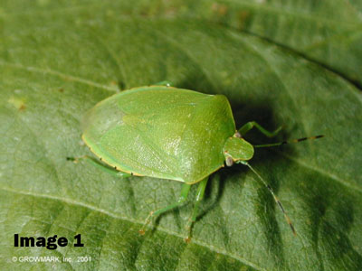 STINK BUG MANAGEMENT IN SOYBEANS